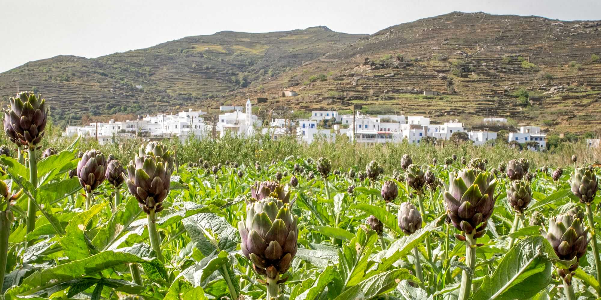 From Athens to Tinos Island: A Greek Culinary Odyssey
